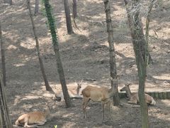 -沈阳森林动物园