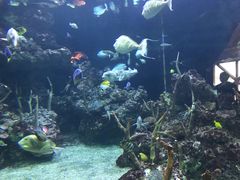 -西雅图水族馆