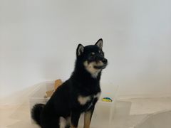 -柴务处·柴犬主题狗咖