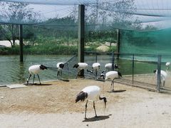 -盐城丹顶鹤湿地生态旅游区