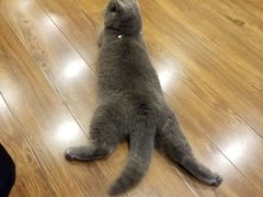 -猫友咖啡店(玉林西路店)