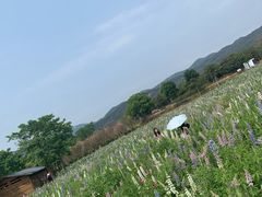 -天适樱花悠乐园
