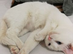 -美联众合宠物医院·爱萌分院·内外科·猫科中心