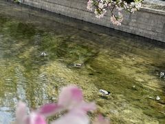 -海棠花溪(元大都城垣遗址公园)