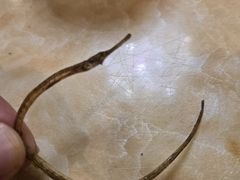 -盐禾堂海南屯昌香草鸭(总店)