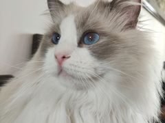 -东方名猫馆·英短金渐层布偶猫舍(环线广场1号楼店)