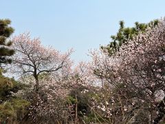 -北京西山国家森林公园