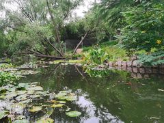 -上海滨江森林公园
