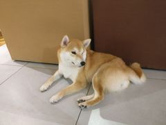 -柴务处·柴犬主题狗咖