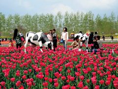 -荷兰花海