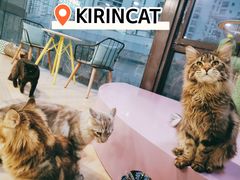 -十年猫舍·猫咪专门店(普陀店)