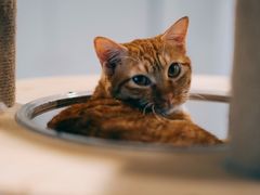 -楼上猫咖(罗湖店)