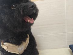 -芭比堂动物医院广州顽皮分院