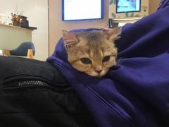 -Pets First伊珊娜洗护·精致美容·家庭式寄养(新会路店)