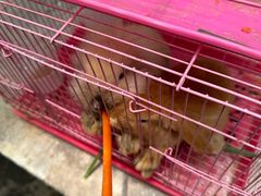 -芭厘农庄老字号·清远鸡
