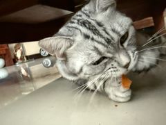 -贝康宠物医院·犬猫全科·小动物特色诊疗中心(东环路店)