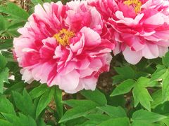 -莲花池公园