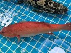 -锐记美食店·现捞海鲜(闸坡店)