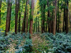 -上海共青森林公园