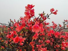 -梧桐山风景名胜区