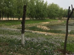 -东郊湿地公园