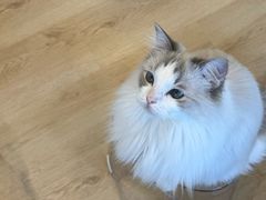 -有喵·猫咖·狗咖·40+猫狗有小奶狗(岗厦店)