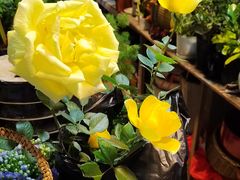 -朝来春花卉市场