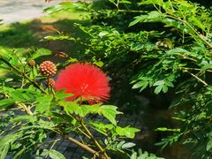 -野象谷景区