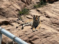 -西霞口神雕山野生动物世界