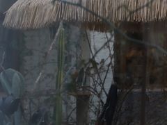 -Jo's Garden