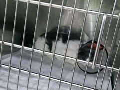 -佳雯宠物医院(金华南路分院)