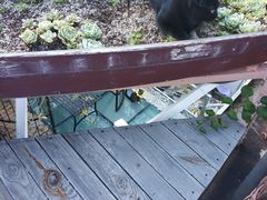 -喵屿·大理花园猫咖