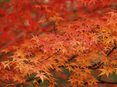 -上海吴淞炮台湾国家湿地公园