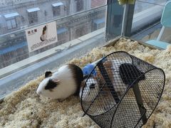 -怪兽屋·羊驼·猫咖·狗咖(俊华广场店)