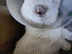 -萌兽医馆·犬猫专科·眼科中心·宠物医院(朝阳门分院)