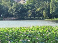 -荔湾湖公园