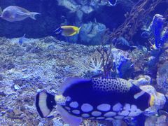 -太平洋海底世界