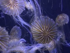 -青岛海底世界-水族馆