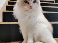 -瞄一喵猫咖(格力海岸店)