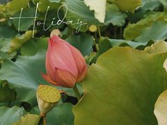 -荷花温泉