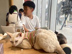 -藏猫猫咖啡主题馆(中央大道店)