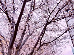 -上海外国语大学(虹口校区)