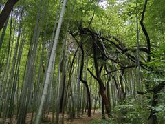 -青龙山国家森林公园