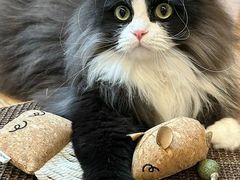 -lincat·猫舍(广州店)