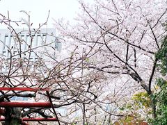 -嘉定紫藤园