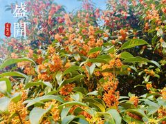 -花开海上生态园