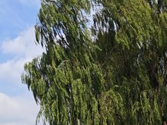 -状元楼(东大街店)