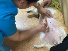 -宠颐生中康贝怡动物医院