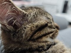 -纳吉亚猫专科动物医院·北北分院
