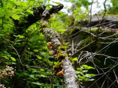 -叠溪松坪沟景区